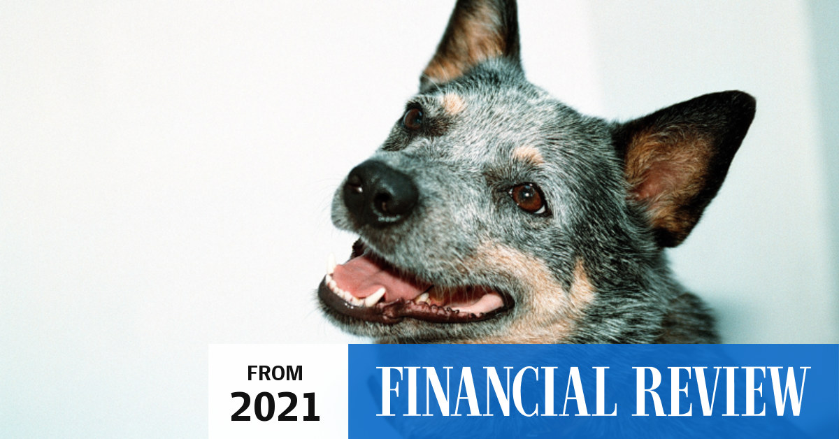 Bomborabacked Mad Paws launches IPO bookbuild